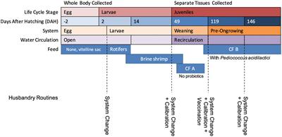 Sole microbiome progression in a hatchery life cycle, from egg to juvenile